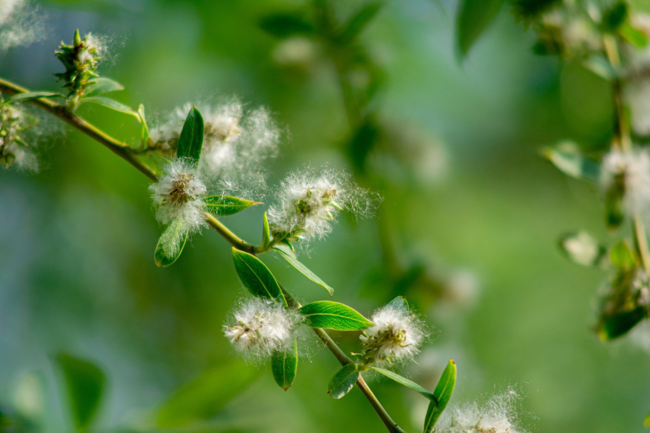 飞絮成灾除了一刀砍还能怎么办