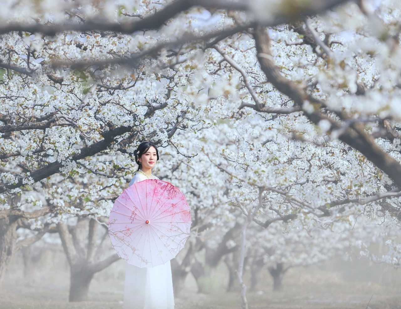 梨花堆雪出仙境