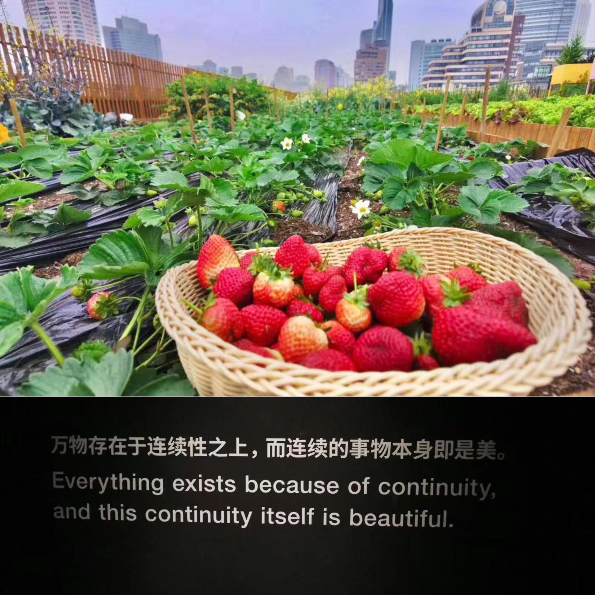 农场以前收获的草莓。