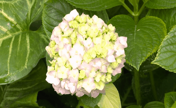 盛开,公园还在园内打造了一条百米花境,种植了蓝蝴蝶,鼠尾草,月季花