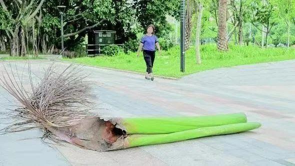 被树叶砸晕?小心这些"从天而降"的植物