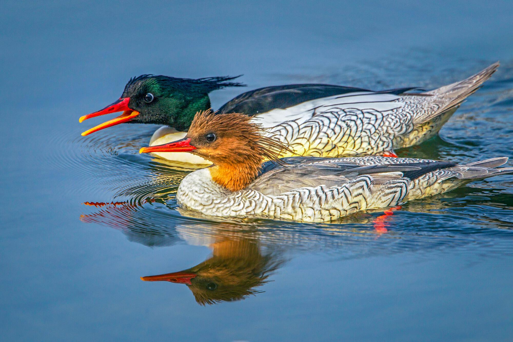 我在瓯江边等你写给中华秋沙鸭