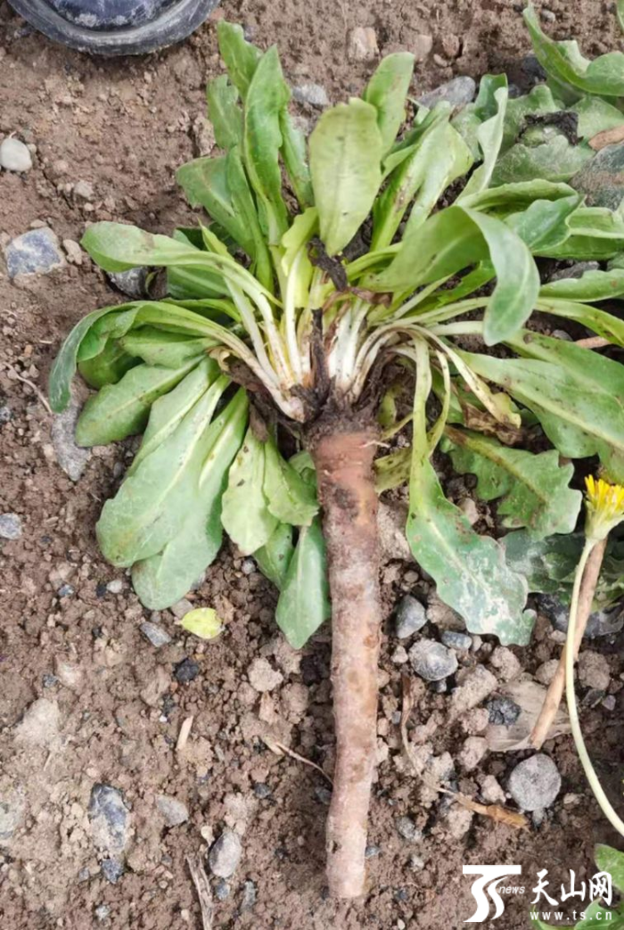 去年7月份播种的橡胶草,根系发达.