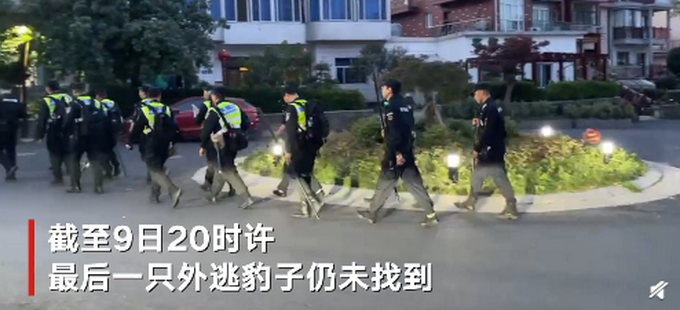 搜救员发现最后一只外逃豹子脚印：饿了几天，跑不远休闲区蓝鸢梦想 - Www.slyday.coM
