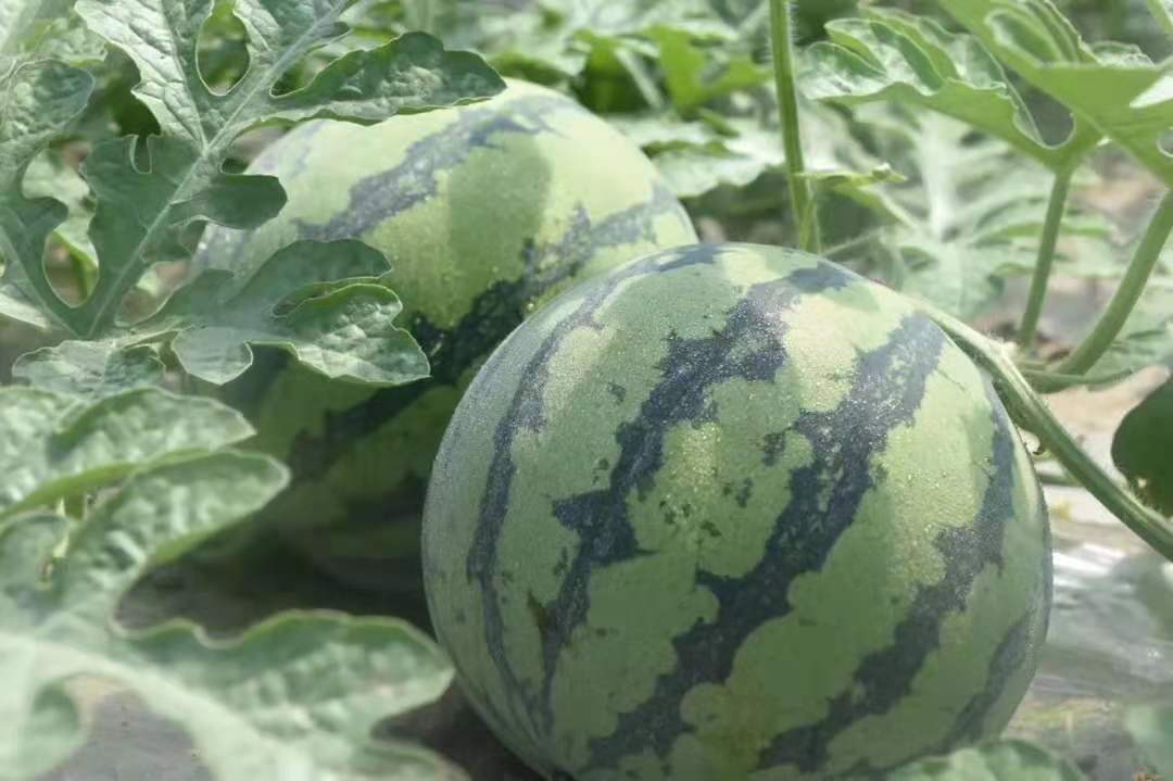 今年正宗的"南汇8424西瓜"已经开售,指导价基本与去年持平,待到5月