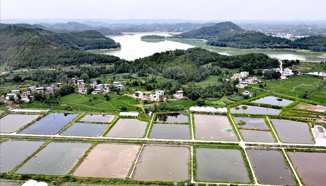 "稻虾轮作"一田双收 中江黄鹿锚定省级鱼米之乡