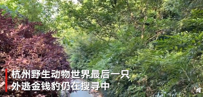 搜救员发现最后一只外逃豹子脚印：饿了几天，跑不远休闲区蓝鸢梦想 - Www.slyday.coM