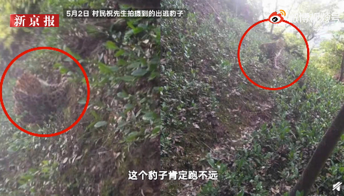 搜救员发现最后一只外逃豹子脚印：饿了几天，跑不远休闲区蓝鸢梦想 - Www.slyday.coM