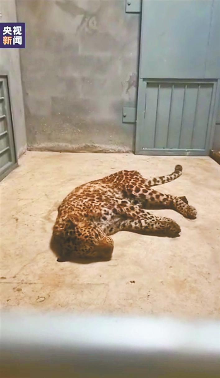 第三只豹子现在在哪儿