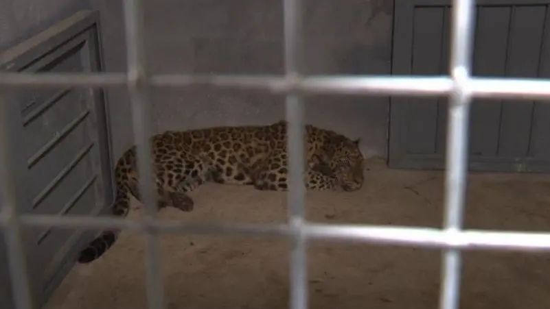 最后一只外逃豹子脚印被发现！搜救队员：饿了好几天，跑不远休闲区蓝鸢梦想 - Www.slyday.coM