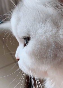 每日有趣gif图片 体会到了老鼠害怕的心情~|小熊猫|老鼠|猫_新浪新闻