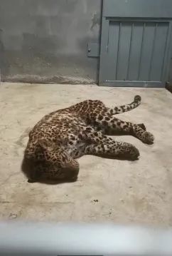 媒体拍摄的第二只外逃豹子。视频截图。