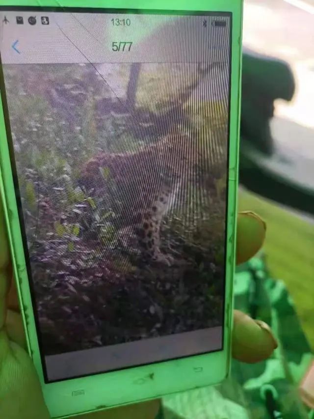 最后一只外逃豹子脚印被发现涉事动物园大曝光片仔癀或牵涉其中