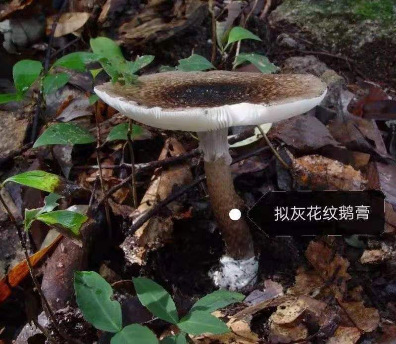 中山这个镇出现大群剧毒野生蘑菇