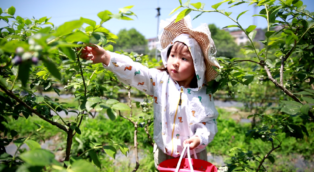 东阳本地蓝莓成熟上市亲子采摘收获喜悦