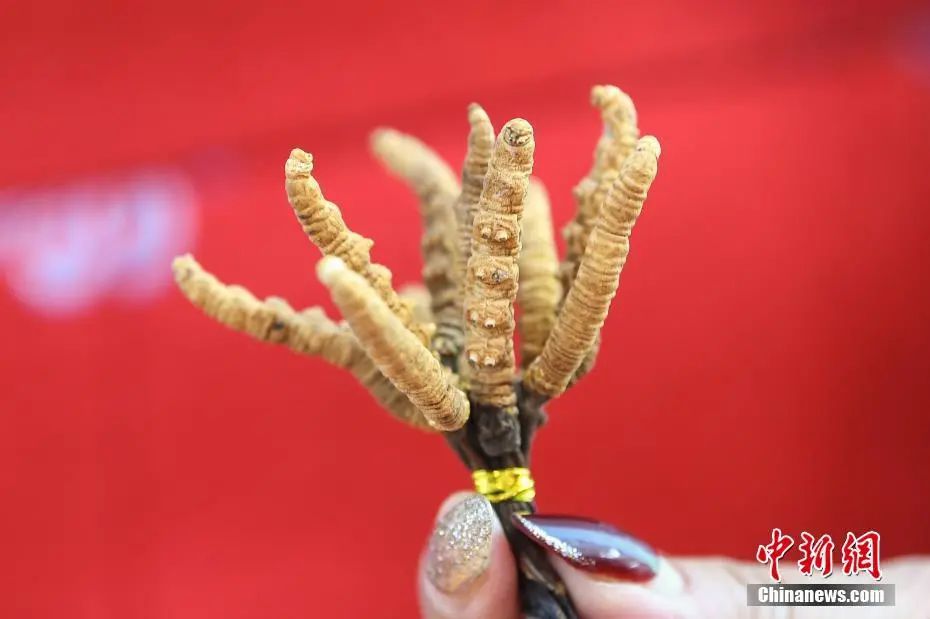 图为青海馆展示的来自玉树的冬虫夏草。中新社记者 崔楠 摄
