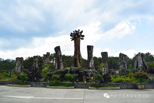 到腾冲杜鹃王古木文化博览园观赏珍稀古木古树根