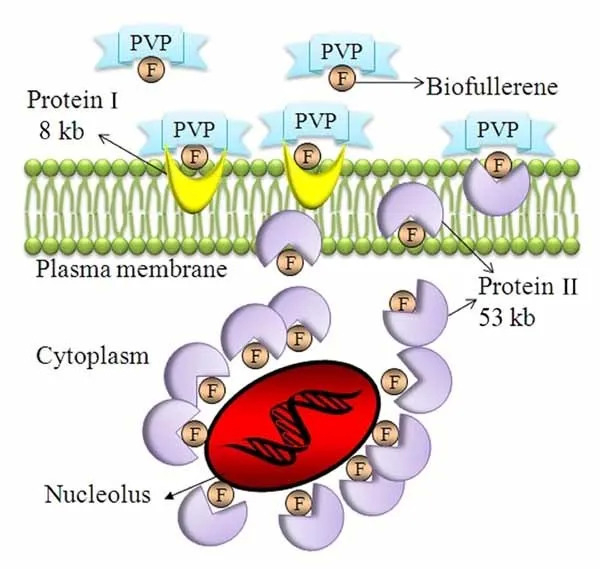 PVP-富勒烯的细胞保护机制