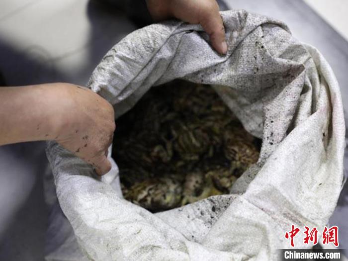 中新网长春5月11日电 (孙博妍 刘栋)记者11日获悉,吉林敦化森林公安局