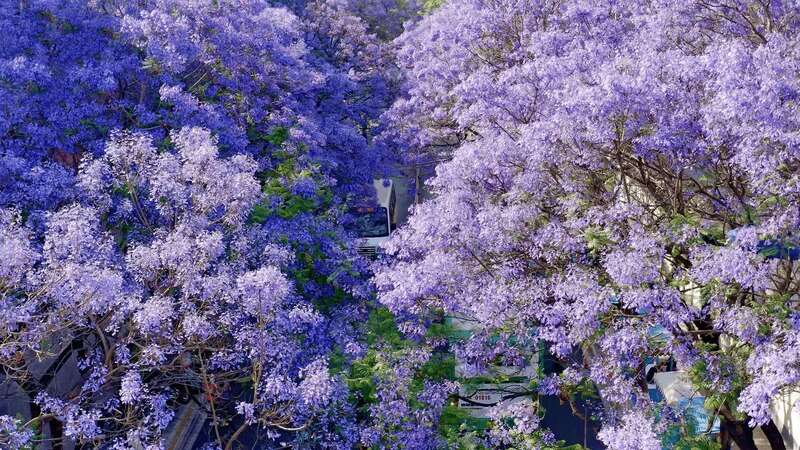 昆明网红蓝花楹带动青年文创产品10天销售30余万元