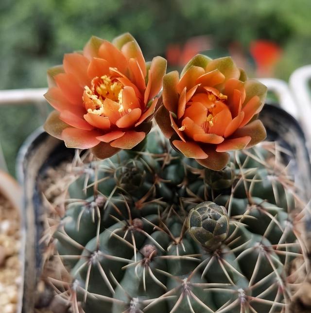 绯花玉怎样才能开花多记住2点变成开花小能手花苞多花色艳