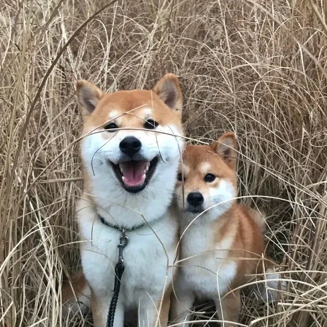 两只小柴可爱加倍快乐的一天从狗勾开始