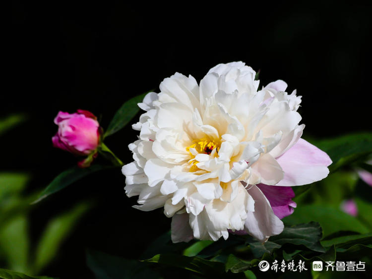 泉城公园迟开的芍药假期过后来赏花