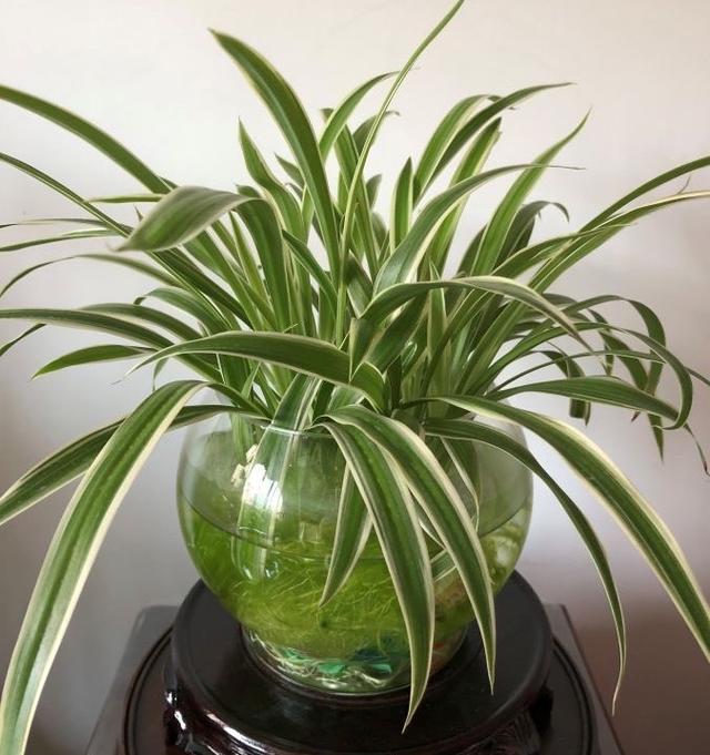 家里有不用的瓶子拿来水培3种绿植简单好养清新漂亮