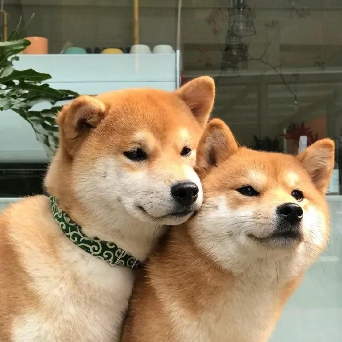 两只小柴可爱加倍快乐的一天从狗勾开始