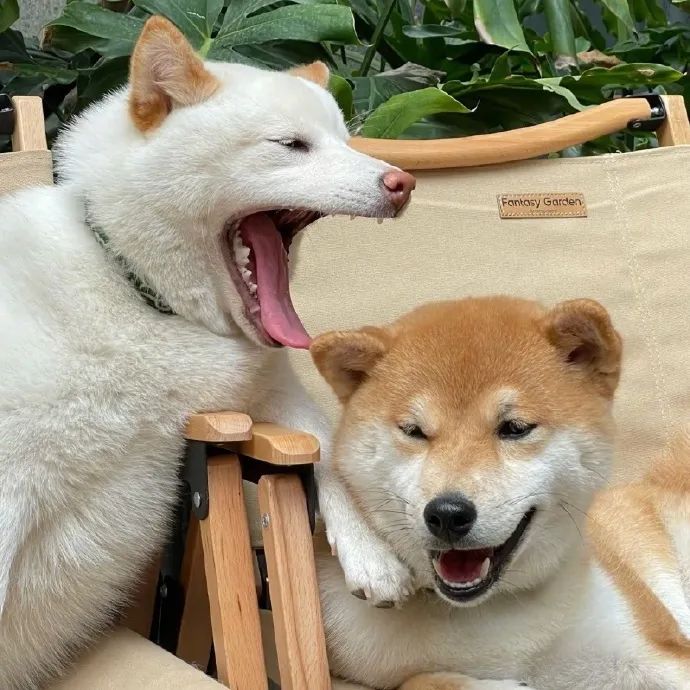 两只小柴可爱加倍快乐的一天从狗勾开始