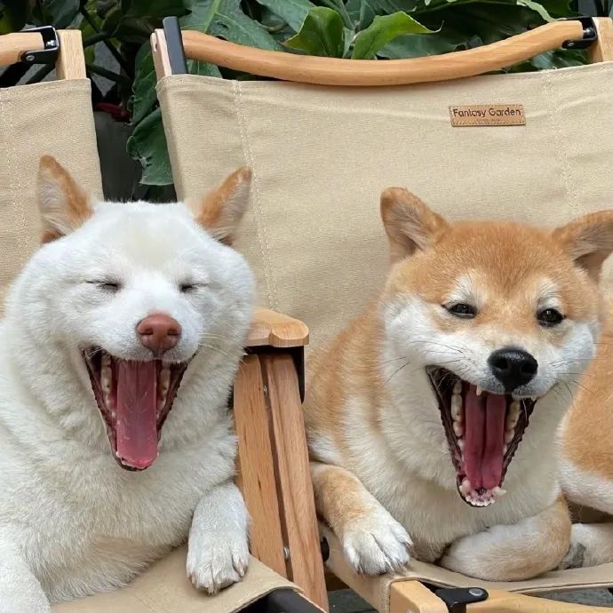 两只小柴可爱加倍快乐的一天从狗勾开始