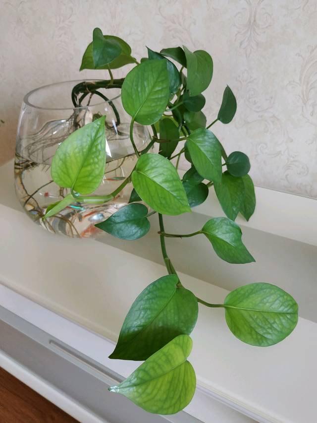 家里有不用的瓶子拿来水培3种绿植简单好养清新漂亮