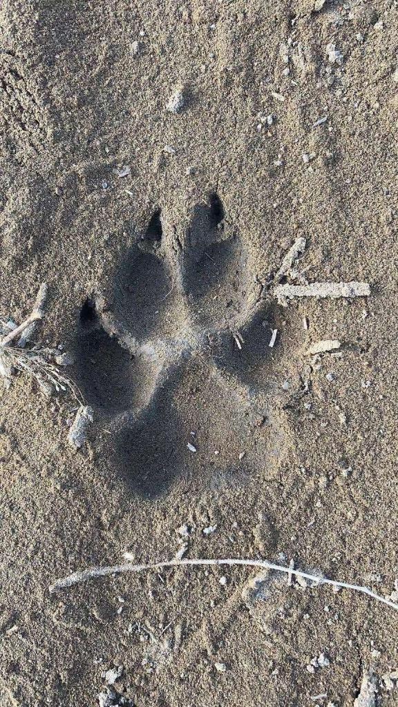 大民村村民刘启胜说,在羊被咬死的现场,看见了动物爪印,记者通过龙沙