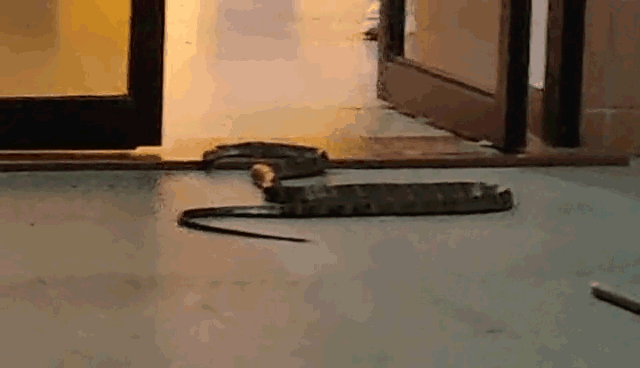 （热心街坊提供视频截图）