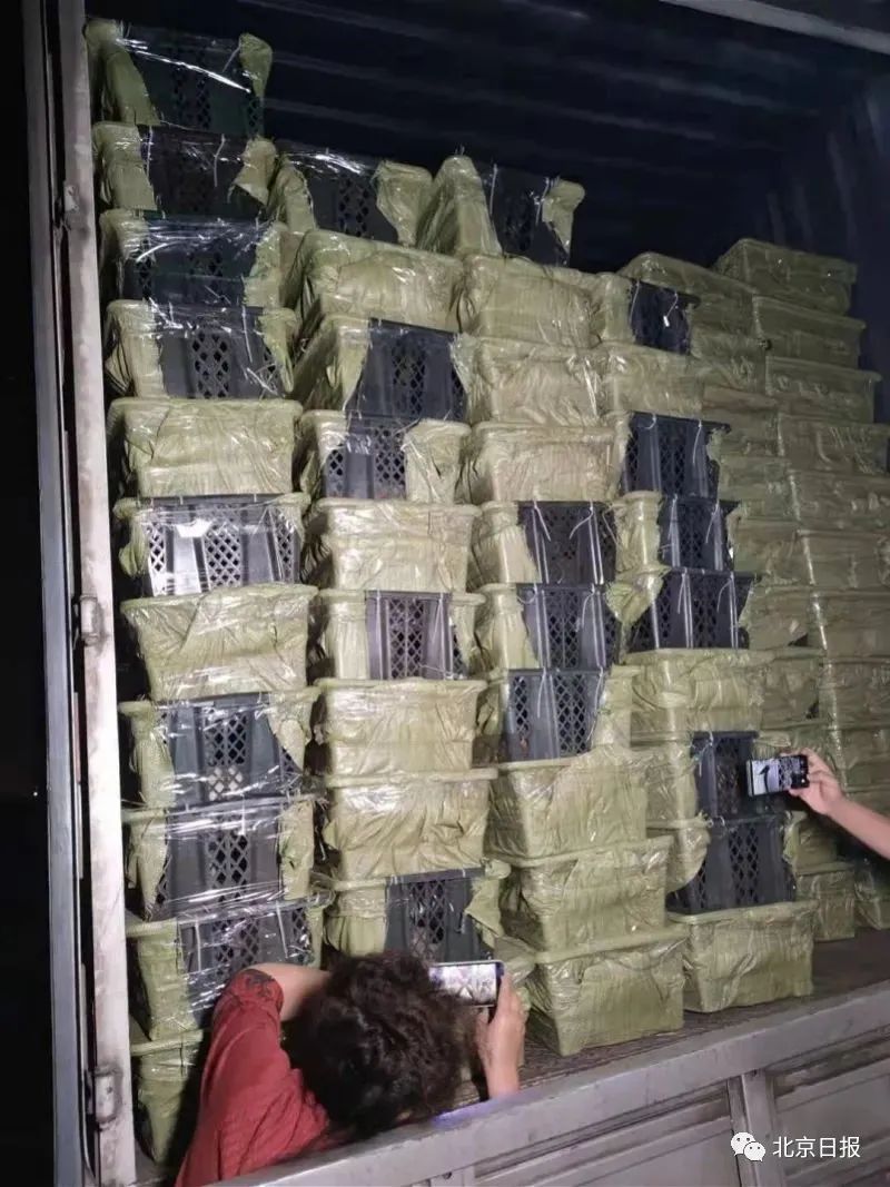 苏州宠物运输