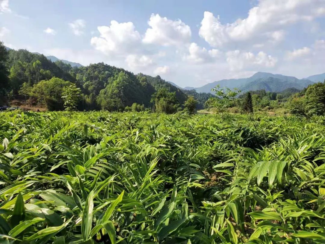 《生态江西》铜鼓县将用10年打造百亿黄精产业|中国_新浪新闻