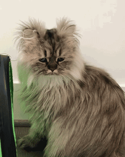 250_313竖版 竖屏gif 动态图 动图