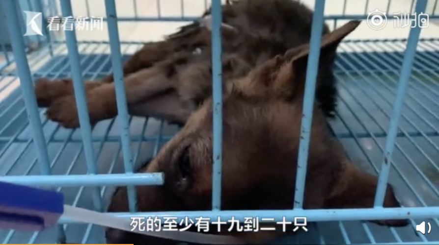 苏州宠物运输