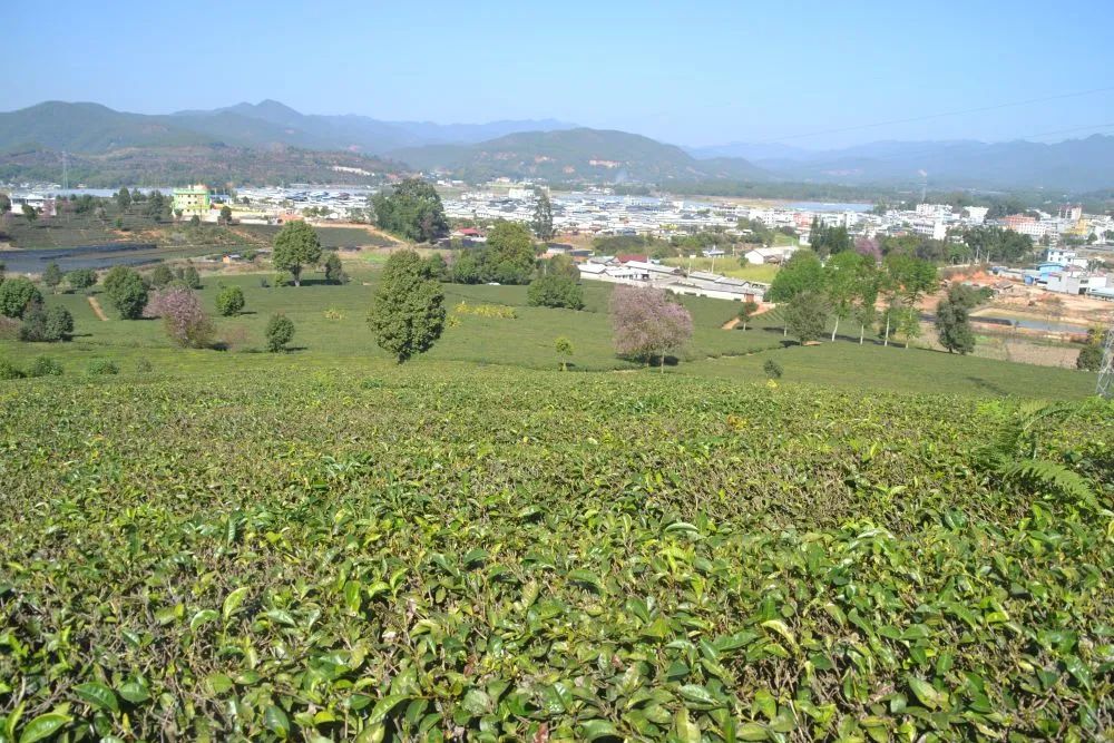 在景谷县民乐镇,雨后的茶园与村庄构成