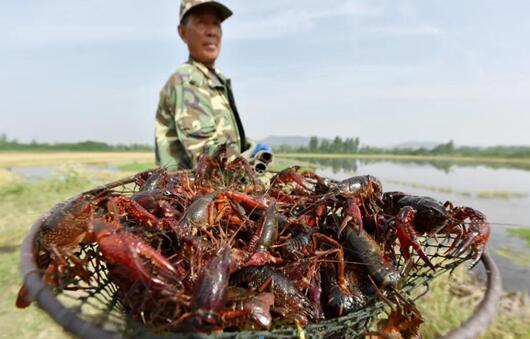 巢湖小龙虾捕捞上市迎来高峰期