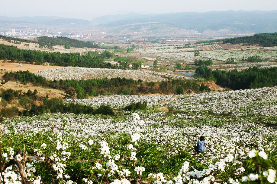 浪漫梨花民俗美食龙井将举行延边苹果梨栽种庆典