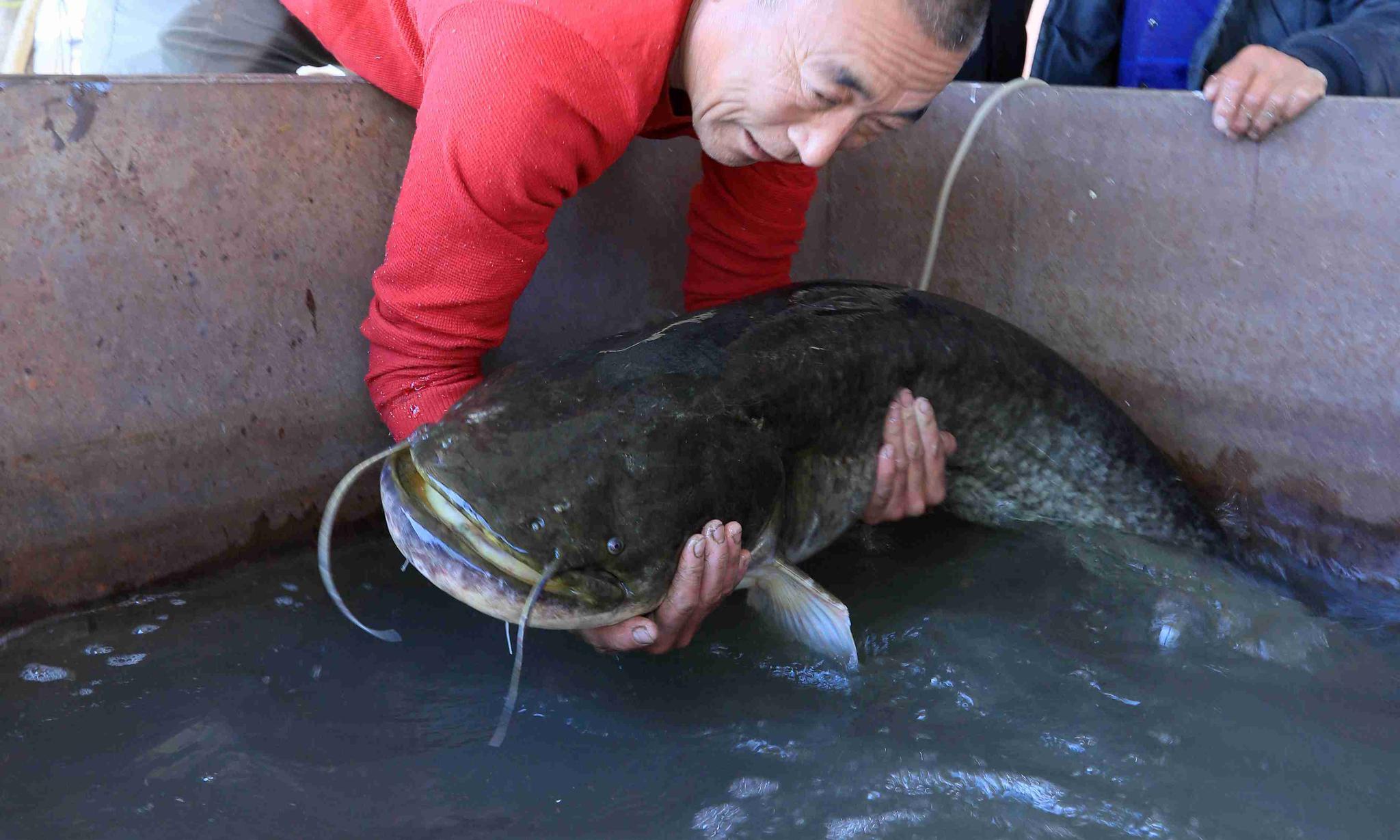 黑龙江大庆一网两条大鲶鱼一条44斤一条21斤