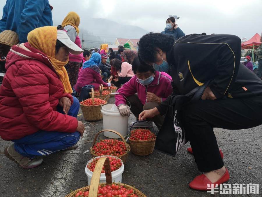 青岛山色峪樱桃山会今日开幕4000亩红樱桃迎丰收附采摘攻略