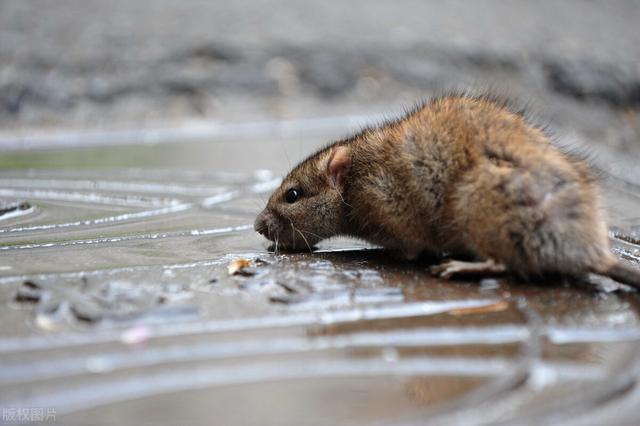澳大利亚鼠疫横行,老鼠从天而降尸横遍地,宛如生化危机