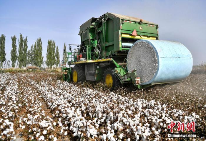 资料图：2019年10月21日，新疆沙雅县古勒巴格镇，大型采棉机正在进行机械化采摘。中新社记者 刘新 摄