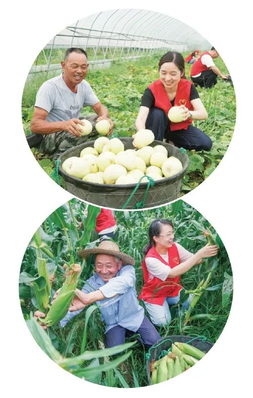 浙江省长兴县太湖街道果蔬产业帮扶基地“爱心微农场”迎来丰收。图为党员志愿者正在和低收入农户一起采收丰收的玉米、甜瓜。　吴拯　摄