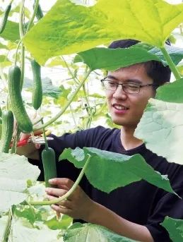 浙江省安吉县一大学生农创客正在采收黄瓜。夏鹏飞摄