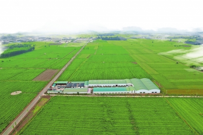 位于南阳市社旗县的国医仲景艾草产业园种植基地 本报记者 邓放 摄