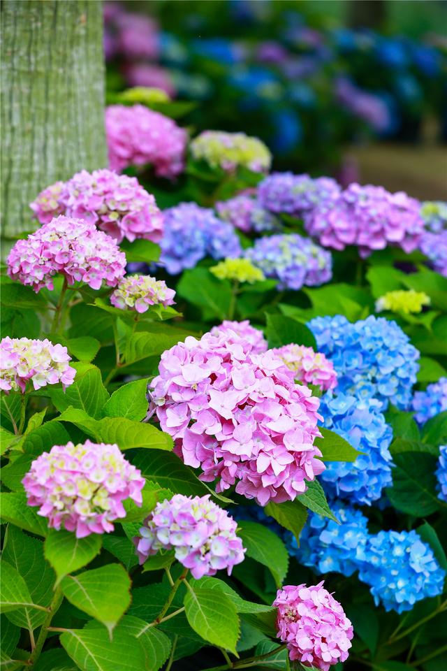 成都漫花庄园在百亩绣球花海遇见真爱520脱单就看这次了