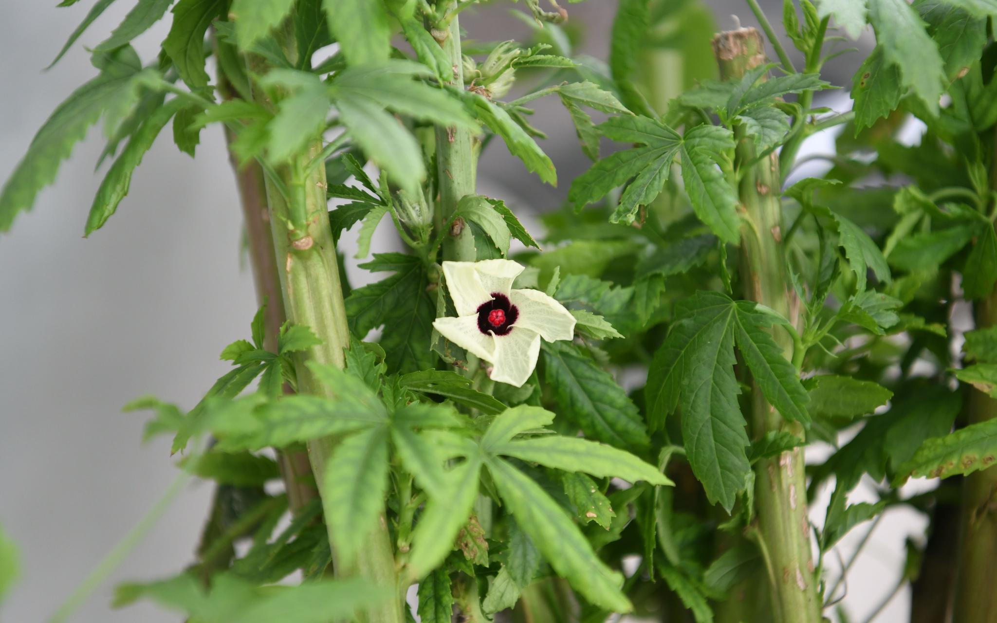 实验室里种植的红麻正在开花。新京报记者 王颖 摄